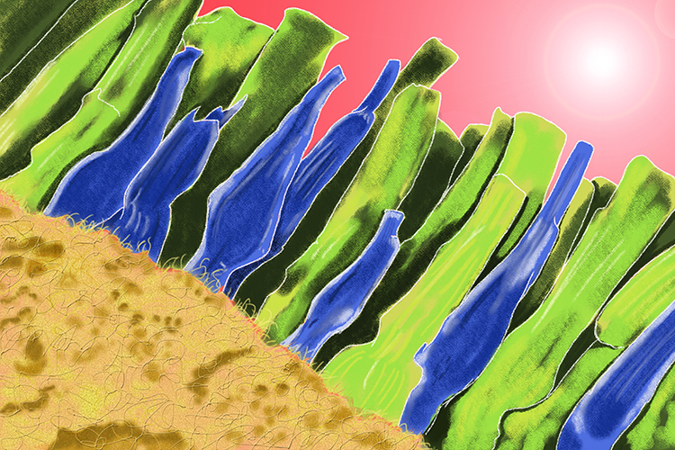 More information about positioning of rods and cones